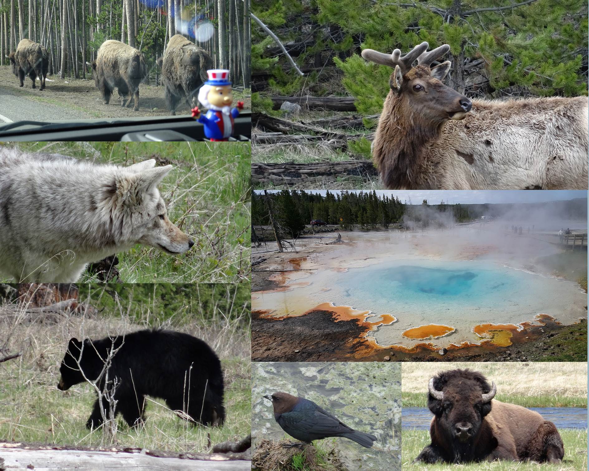 yellostone poster 1.jpg