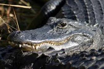 R�sultat de recherche d'images pour "alligator everglades"