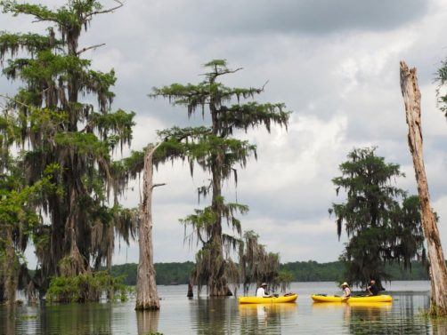 https://www.augoutdemma.be/wp-content/uploads/2019/09/lake-martin-louisiane-142-502x377.jpg